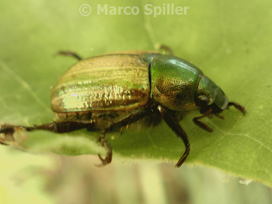 Anomala dubia ? No: Mimela junii ssp. junii